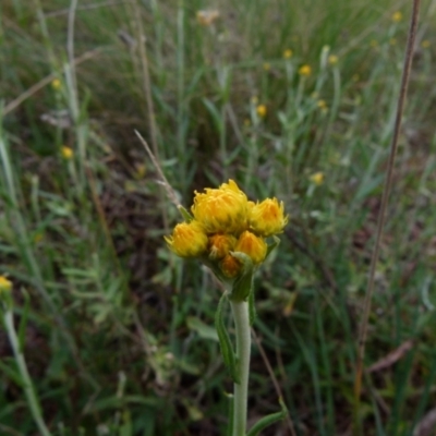 Chrysocephalum semipapposum (Clustered Everlasting) at Bicentennial Park - 1 Oct 2021 by Paul4K