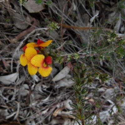 Dillwynia sericea (Egg And Bacon Peas) at Bicentennial Park - 1 Oct 2021 by Paul4K