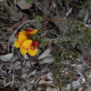 Dillwynia sericea at Queanbeyan West, NSW - 2 Oct 2021