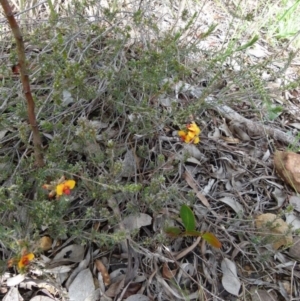 Dillwynia sericea at Queanbeyan West, NSW - 2 Oct 2021