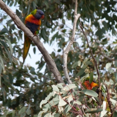 Trichoglossus moluccanus (Rainbow Lorikeet) at Queanbeyan West, NSW - 2 Oct 2021 by Paul4K