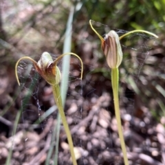 Pterostylis pedunculata (Maroonhood) at Paddys River, ACT - 8 Oct 2021 by AnneG1