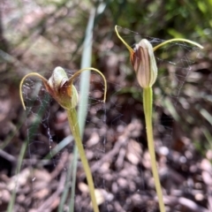 Pterostylis pedunculata (Maroonhood) at Tidbinbilla Nature Reserve - 8 Oct 2021 by AnneG1