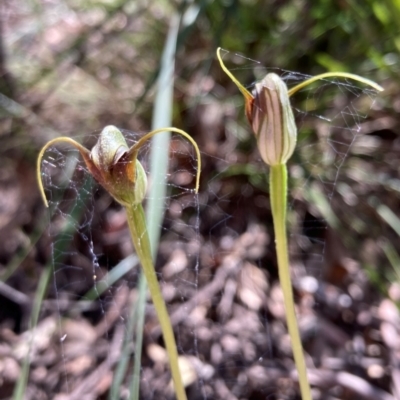 Pterostylis pedunculata (Maroonhood) at Tidbinbilla Nature Reserve - 8 Oct 2021 by AnneG1