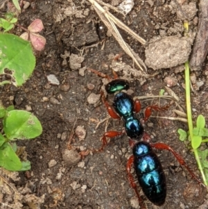 Diamma bicolor at West Wodonga, VIC - 12 Oct 2021