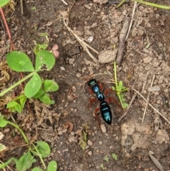 Diamma bicolor at West Wodonga, VIC - 12 Oct 2021 12:38 PM
