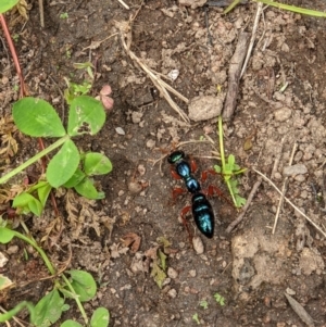 Diamma bicolor at West Wodonga, VIC - 12 Oct 2021