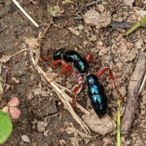 Diamma bicolor at West Wodonga, VIC - 12 Oct 2021 12:38 PM