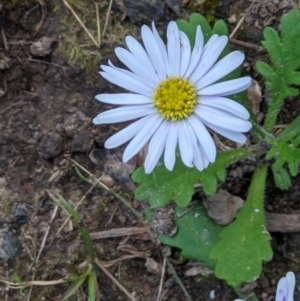 Brachyscome willisii at West Wodonga, VIC - 12 Oct 2021 02:29 PM