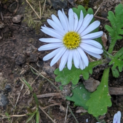 Brachyscome willisii (Narrow-wing Daisy) at Felltimber Creek NCR - 12 Oct 2021 by ChrisAllen