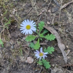 Brachyscome willisii at West Wodonga, VIC - 12 Oct 2021 02:29 PM