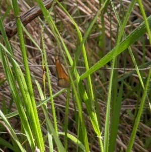 Philobota (genus) at West Wodonga, VIC - 12 Oct 2021 02:51 PM