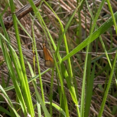 Philobota (genus) (Unidentified Philobota genus moths) at Wodonga - 12 Oct 2021 by ChrisAllen