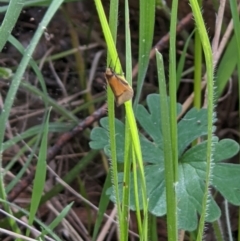 Philobota (genus) at West Wodonga, VIC - 12 Oct 2021