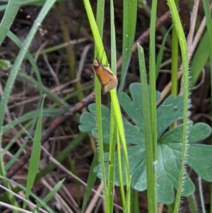 Philobota (genus) at West Wodonga, VIC - 12 Oct 2021 02:51 PM