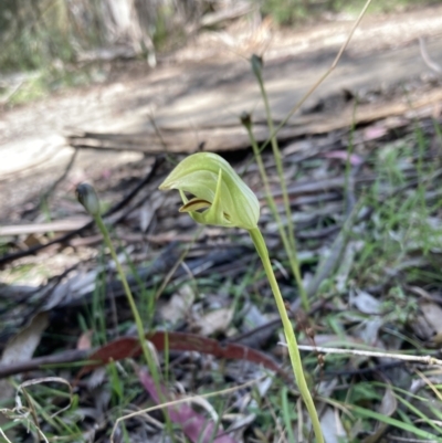 Pterostylis curta (Blunt Greenhood) at Paddys River, ACT - 8 Oct 2021 by AnneG1