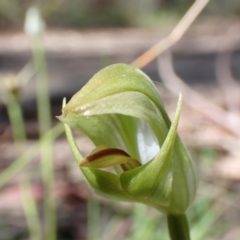 Pterostylis curta at Paddys River, ACT - suppressed