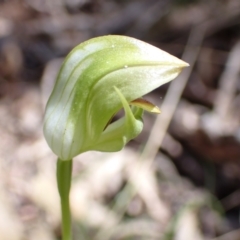 Pterostylis curta at Paddys River, ACT - 8 Oct 2021