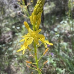 Bulbine glauca (Rock Lily) at Stromlo, ACT - 7 Oct 2021 by AJB