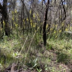 Bulbine glauca at Stromlo, ACT - 7 Oct 2021