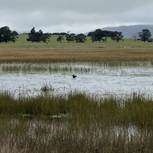 Biziura lobata at Wollogorang, NSW - 12 Oct 2021