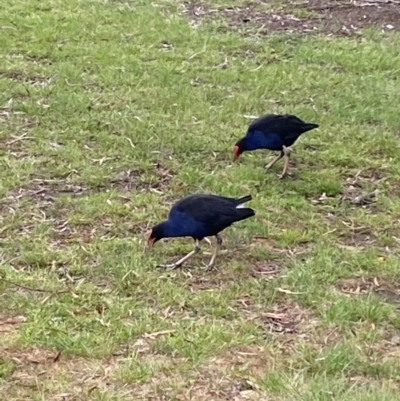 Porphyrio melanotus (Australasian Swamphen) at Wollogorang, NSW - 12 Oct 2021 by SteveBorkowskis