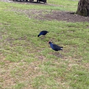 Porphyrio melanotus at Wollogorang, NSW - 12 Oct 2021 11:56 AM