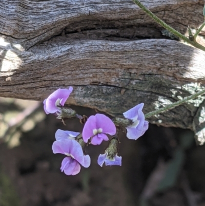 Glycine clandestina (Twining Glycine) at Wodonga - 12 Oct 2021 by ChrisAllen