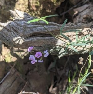 Glycine clandestina at Wodonga, VIC - 12 Oct 2021 02:39 PM