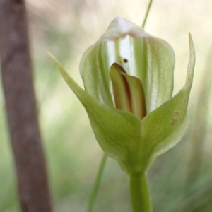 Pterostylis curta at Paddys River, ACT - 8 Oct 2021