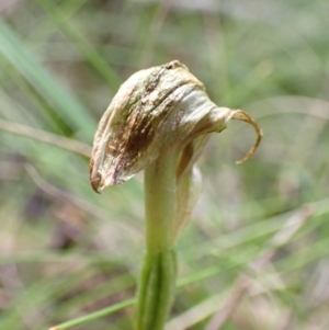 Pterostylis curta at Paddys River, ACT - 8 Oct 2021