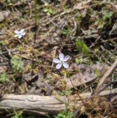 Drosera auriculata (Tall Sundew) at Wodonga - 12 Oct 2021 by ChrisAllen