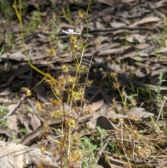 Drosera auriculata at West Wodonga, VIC - 12 Oct 2021 02:37 PM