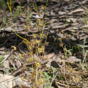 Drosera auriculata at West Wodonga, VIC - 12 Oct 2021 02:37 PM