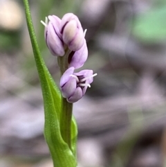 Wurmbea dioica subsp. dioica (Early Nancy) at Black Mountain - 11 Oct 2021 by AJB