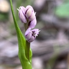 Wurmbea dioica subsp. dioica (Early Nancy) at Aranda, ACT - 11 Oct 2021 by AJB