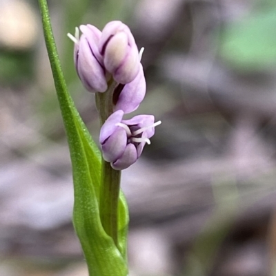 Wurmbea dioica subsp. dioica (Early Nancy) at Black Mountain - 11 Oct 2021 by AJB