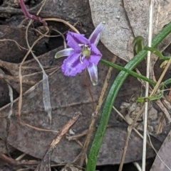 Thysanotus patersonii (Twining Fringe Lily) at Wodonga - 12 Oct 2021 by ChrisAllen