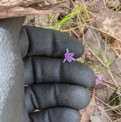 Thysanotus patersonii at West Wodonga, VIC - 12 Oct 2021 02:31 PM