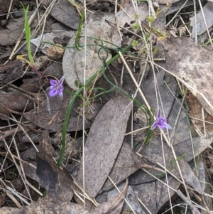 Thysanotus patersonii at West Wodonga, VIC - 12 Oct 2021 02:31 PM