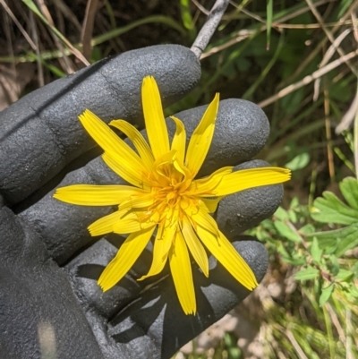 Microseris walteri (Yam Daisy, Murnong) at Wodonga - 12 Oct 2021 by ChrisAllen