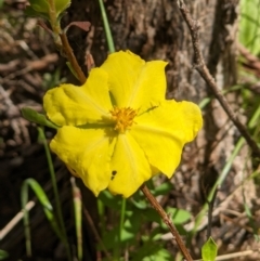 Hibbertia obtusifolia (Grey Guinea-flower) at Wodonga - 12 Oct 2021 by ChrisAllen