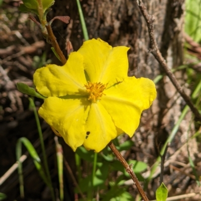 Hibbertia obtusifolia (Grey Guinea-flower) at West Wodonga, VIC - 12 Oct 2021 by ChrisAllen