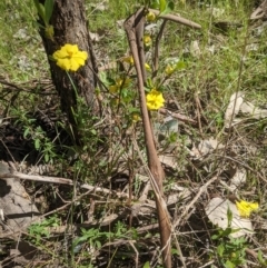 Hibbertia obtusifolia at West Wodonga, VIC - 12 Oct 2021
