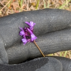 Linaria pelisseriana (Pelisser's Toadflax) at Wodonga - 12 Oct 2021 by ChrisAllen