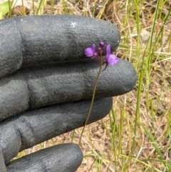 Linaria pelisseriana at West Wodonga, VIC - 12 Oct 2021 12:07 PM