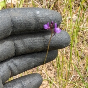 Linaria pelisseriana at West Wodonga, VIC - 12 Oct 2021 12:07 PM