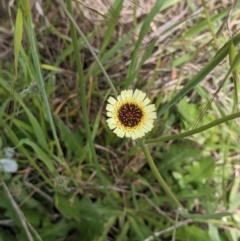 Tolpis barbata (Yellow Hawkweed) at West Wodonga, VIC - 12 Oct 2021 by ChrisAllen