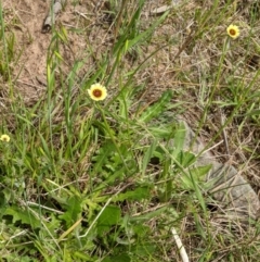 Tolpis barbata at West Wodonga, VIC - 12 Oct 2021