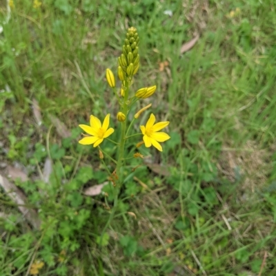 Bulbine bulbosa (Golden Lily, Bulbine Lily) at West Wodonga, VIC - 12 Oct 2021 by ChrisAllen